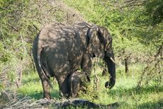 Afrikanischer Elefant (99 von 131).jpg